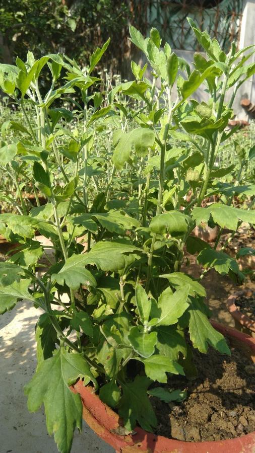 Chaiti Eco Homestay- Santiniketan Bolpur Ngoại thất bức ảnh