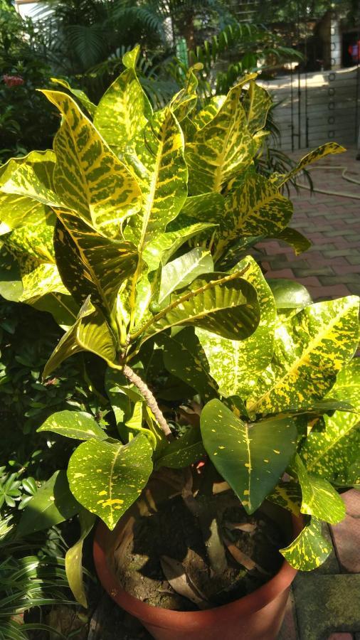 Chaiti Eco Homestay- Santiniketan Bolpur Ngoại thất bức ảnh